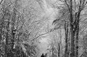 Pro Photographer Showdown Winner: Brian Nevins