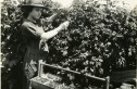 Asahel Curtis_Berry_Picker